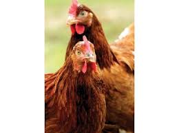 The Chicken Whisperer
